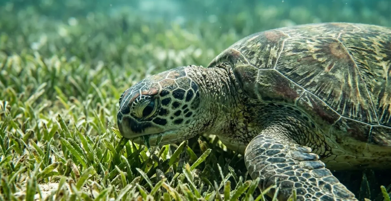 Tortue verte broutant paisiblement dans un herbier marin avec observateur à distance